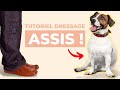 Apprendre le Assis en 2 min 🐶 Apprendre pas bouger a son chien