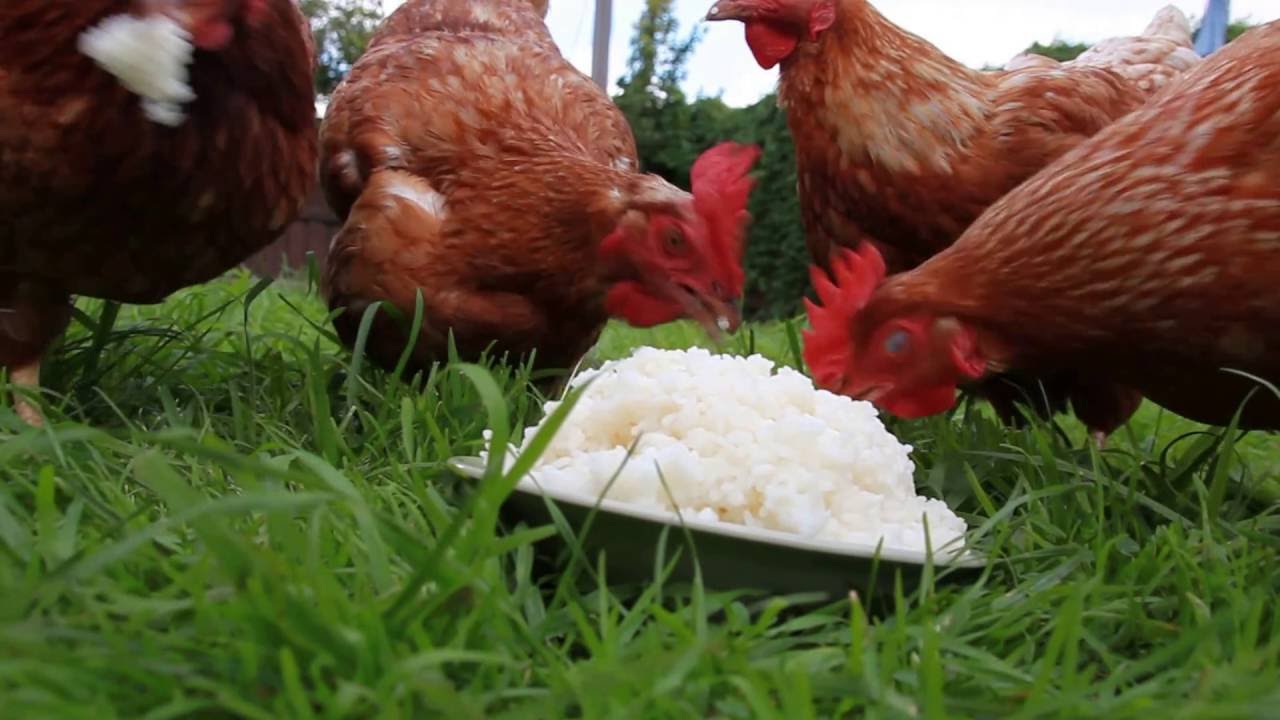 Do chickens eat grass?