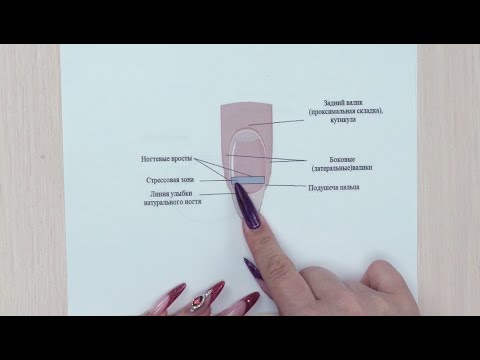 ЭТО ДОЛЖЕН ЗНАТЬ КАЖДЫЙ МАСТЕР МАНИКЮРА! Строение ногтя