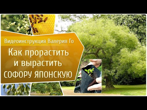 Как прорастить и