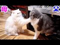 夫婦喧嘩！しつこい夫猫にブチ切れる嫁猫が怖い