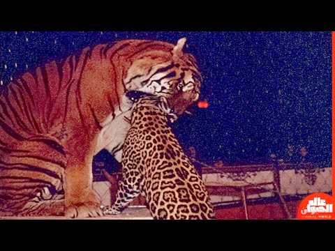 نمر يقتل جاكوار..مشهد رهيب !