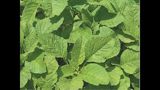 How To Grow Green Amaranth In Balcony