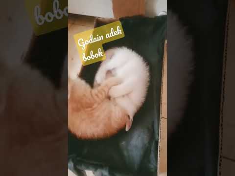 gangguin adek tidur