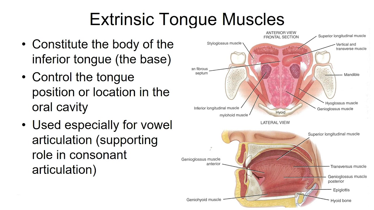 Csd2260 Tongue Muscles Youtube 