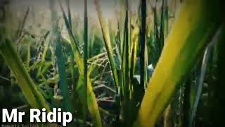 Katl Blhu Speclal Vldeo 2019