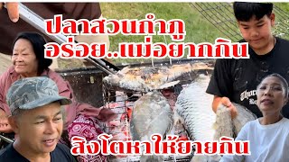 Download Lagu สิงโตหาปลาเก่ง แม่ทองนาคอยากกินปลาทาเกลือ #บ้านสวนกำภูEp1525 MP3