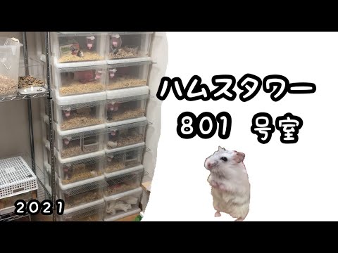 ハムスターの暮らすマンション801号室【ハムスタワー2021】 - YouTube