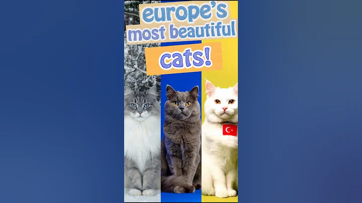 Video 11548681: fluffy norwegian forest cat, chartreux, royal, cat meets, beautiful cat