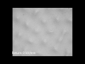 Synthetic squid skin