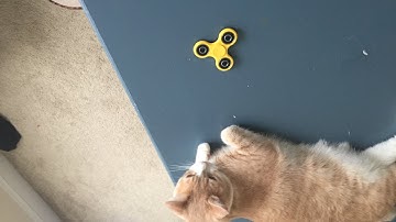 My Cat Playing with Fidget Spinner