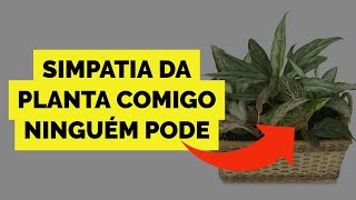 Simpatia Do Copo De Agua Para Atrair Dinheiro Em 24 Horas