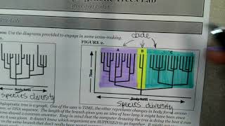 Ms. Reyes Biology- Penguin Phylogenetic Trees Lab