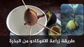 طريقة زراعة الافوكادو HOW TO GROW AVOCADO FROM SEED