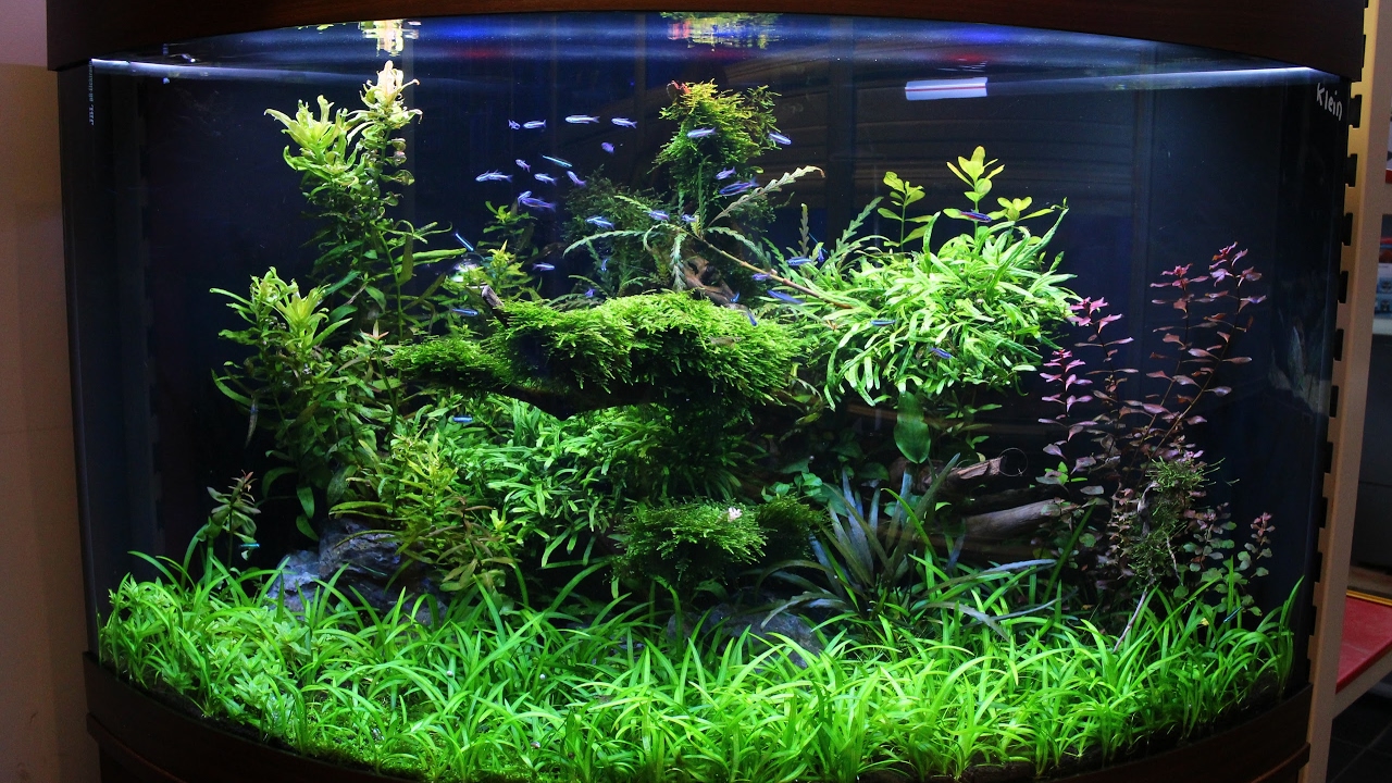 Live stream Aqua Romy