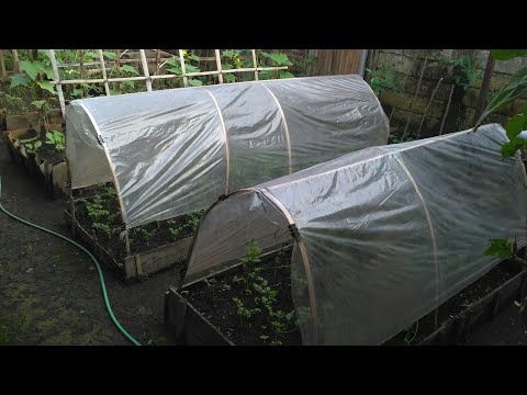 Video: Sungkupan Kaca Di Kebun