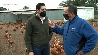 TELEBERRI EN LA GRANJA DE GALLINAS CAMPERAS ROSAN.