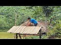 I built the farm gate, the cubs continued to hatch. life in the mountains and forests (EP188)