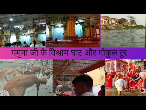 यमुना जी के विश्राम घाट और नंद महल गोकुल दर्शनऔर रमन रेती मेंकितने हिरन..#gunjan_family_vlog #gunjan