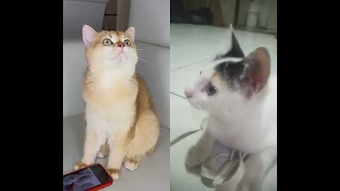 Watch the video about My mom #cat #cute #funny #cosplay #cats #comedy #collab#mama #sonyakisa8