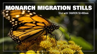Monarch Migration — Photographs Shot with the Tamron 50-400mm