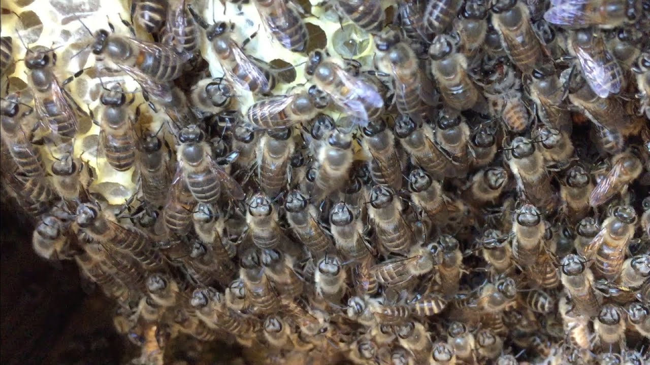 スカーレットさん！専用日本ミツバチの巣クズ4100㌘ スカーレットさん！専用日本ミツバチの巣クズ4100㌘ スカーレットさん