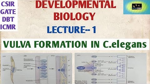 DEV BIO- VULVA formation in C.elegans || CSIR ||GATE || DBT|| ICMR