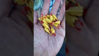 Miniature Rubber Chickens