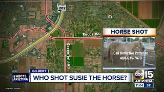 Authorities Seeking Information After Horse Shot, Killed In Gilbert