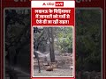 Viral Video: लखनऊ के चिड़ियाघर में जानवरों को गर्मी से ऐसे दी जा रही राहत! | #viralnews #shorts