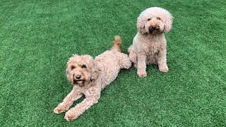 Weaves - Agility Training in the Garden - @POPPYCOCKAPOO