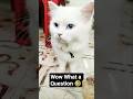 Ye Me Kya Kar Raha hu #cat #funny #minivlog #shorts #trending #viral #comedy