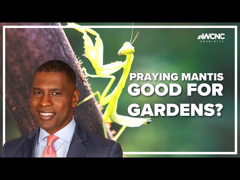 Video: Lūdzīgo dievlūdzēju piesaiste - dievlūdzēju izmantošana kaitēkļu apkarošanai dārzos