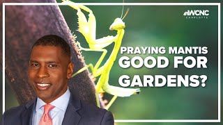 How the praying mantis benefits your garden