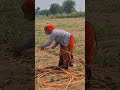 महिलाओ का बहुत बडा सहयोग किसानी के पिछे 🌿✅️ #farmingjyotivlogs #trading #farming #reels #sorts #veel