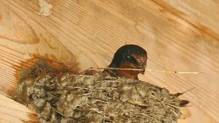 Cute Funny Birds - Barn Swallow Wild Bird