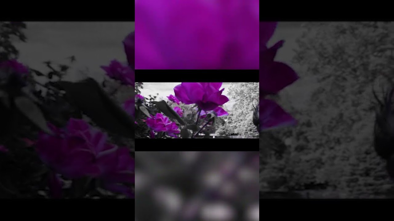 My Dinner With An Android