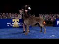"Claire" the Scottish deerhound wins Best in Show at 2020 National Dog Show