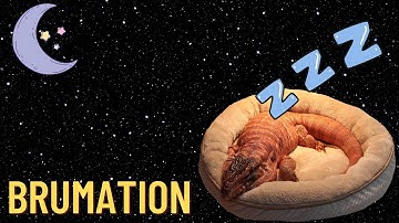 How to brumate a TEGU 💤🦖