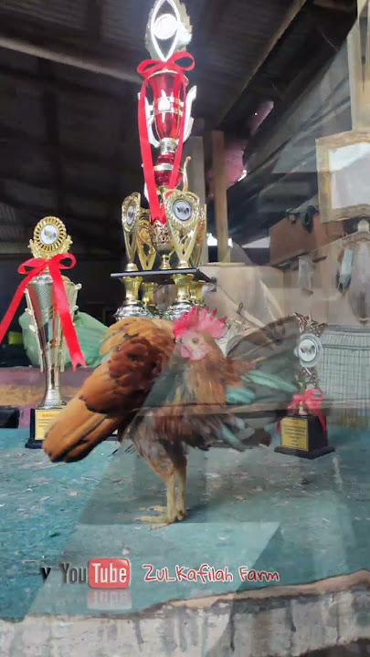 ayam serama Malaysia