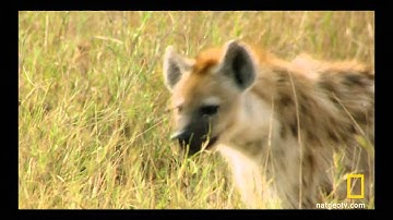 Een gevecht tussen leeuwen en hyena