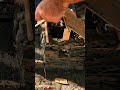 Mini house construction #minihouse #shortsfeed #viral #tinyhome #trendingshorts