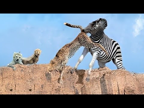عندما يغضب الحمار الوحشي لا يعرف الرحمة مشهد لا يصدق الحياة البرية في عالم الحيوان