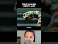 sungguh mengerikan ular ini #shortvideo #shorts