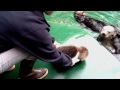 A Growing Girl - Sea Otter Pup's Second Vet Exam!