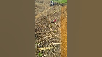 Membuat bedengan jahe di perbukitan...ala tradisional