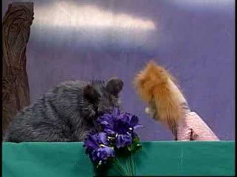 EPL Puppet Show: Little Blue Riding Hood