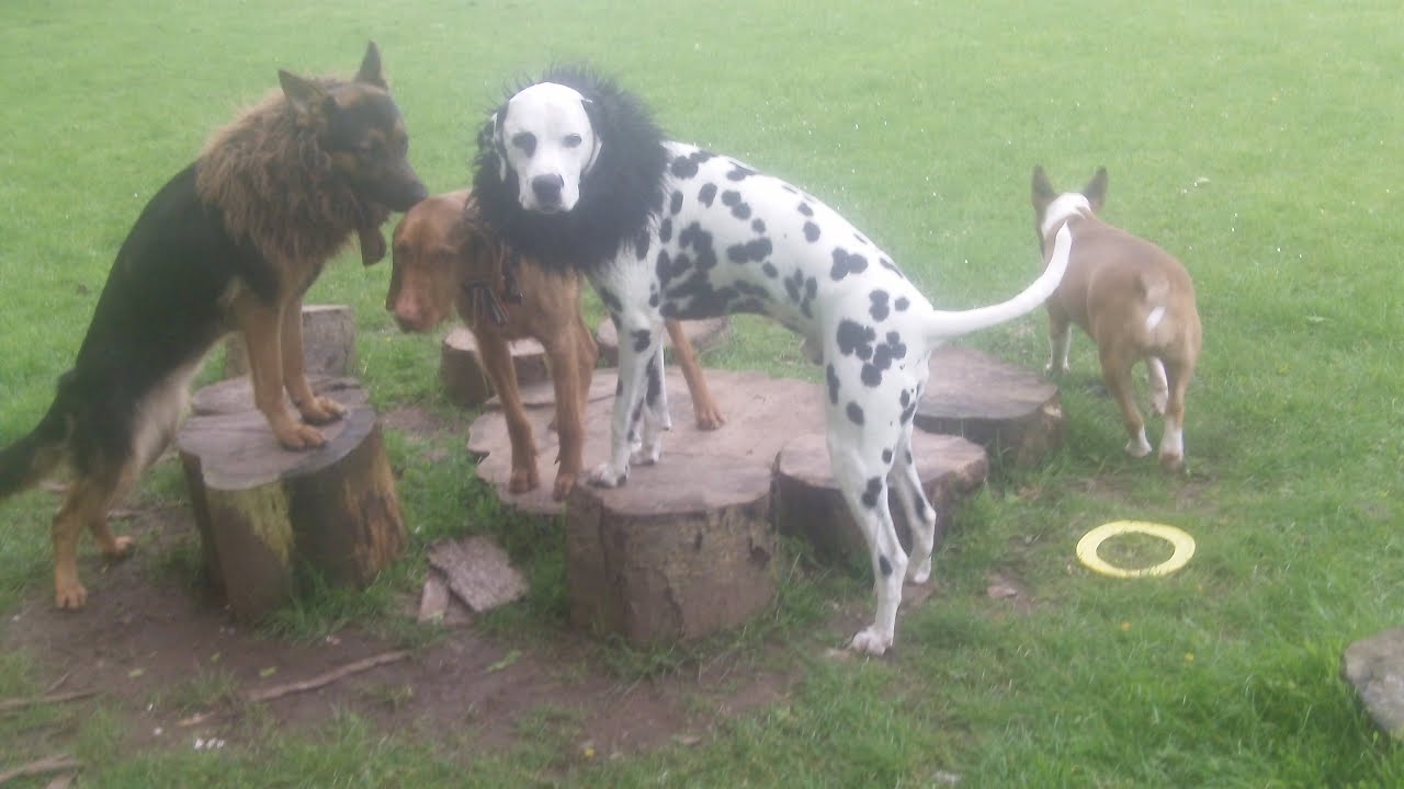cooper-dalmation-ruby-ebt-wilson-hungarian-vizsla-boo-pom-maggie