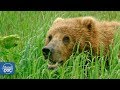 Wild Alaska- Full Documentary