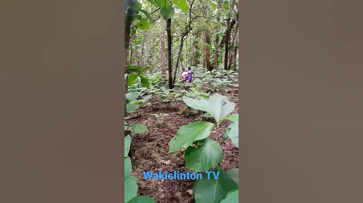 Alfa Isonu "buga" inside the bush